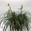 Phragmipedium pearcei 